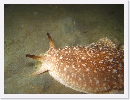 IMG_0151 * California Sea Slug * 3264 x 2448 * (1.99MB)